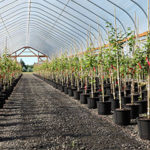 saplings in a greenhouse