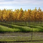 rows of trees in a nursery